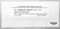 Cylindrosporium platanoidis image